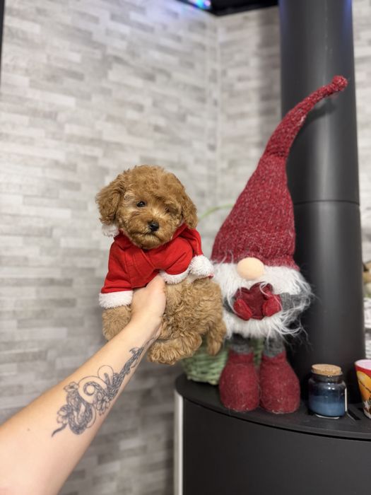 Мальтіпу кукляшні дітки