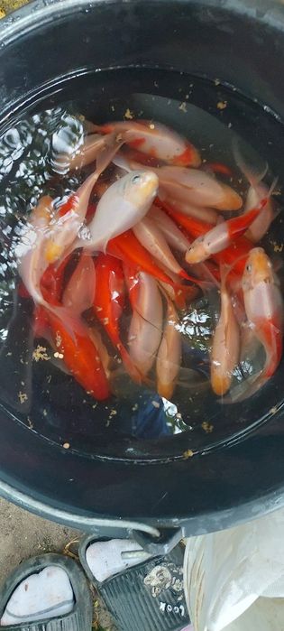 Продам цветной карась Комета, прудовый