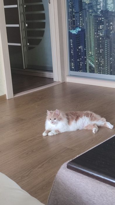 Котенок курильский бобтейл