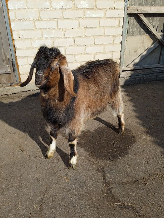 Продам козла Шами 50%