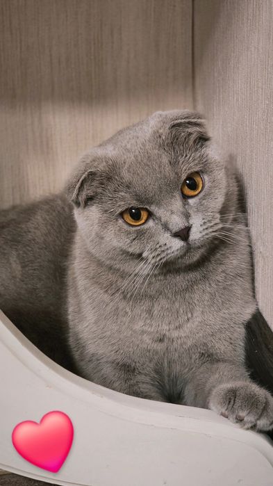 Кременчук /Продам шотландських  котиків