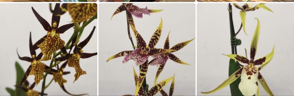 Orquideas variadas
