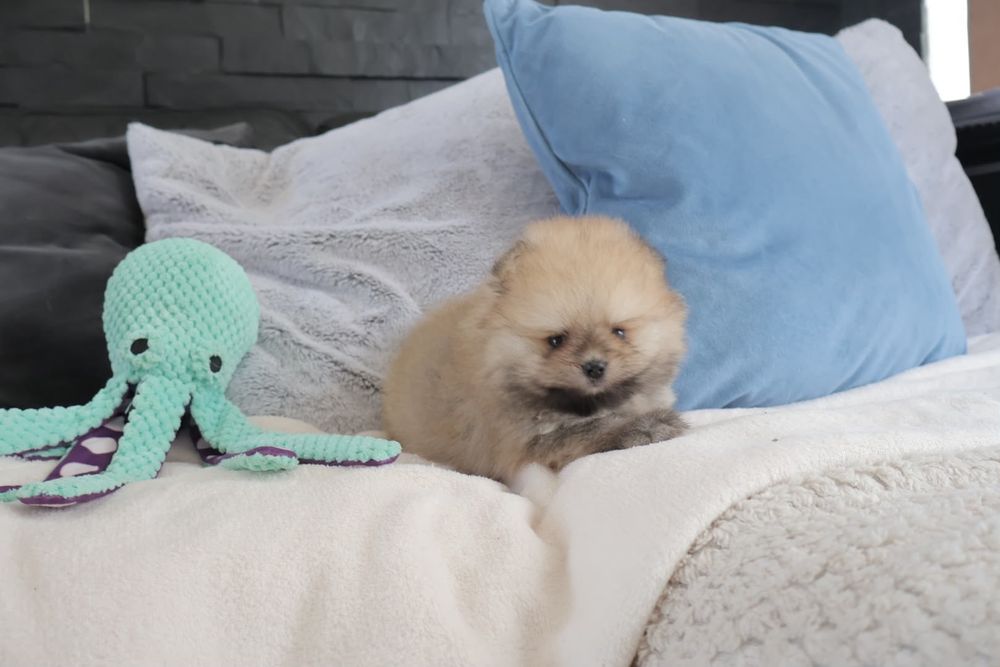 Lulu da Pomerania. Spitz anão LOP e Afixo.Super Mini Laranja. Linhagem Russa