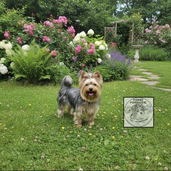 Piesek Yorkshire Terrier badania DNA