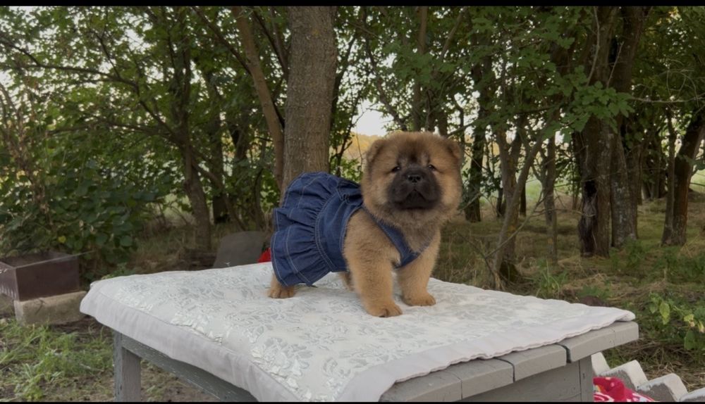 ЧауЧау дівчинка КСУ
