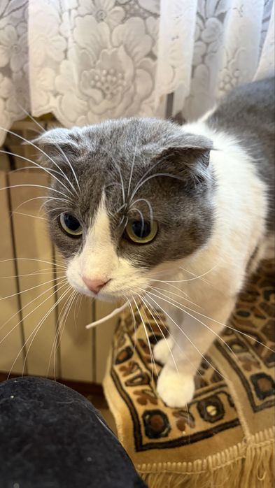 Кошечка ищет дом