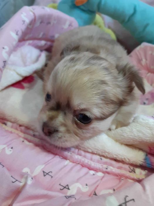 Chihuahua Piesek Długowłosy Beżowo Merle