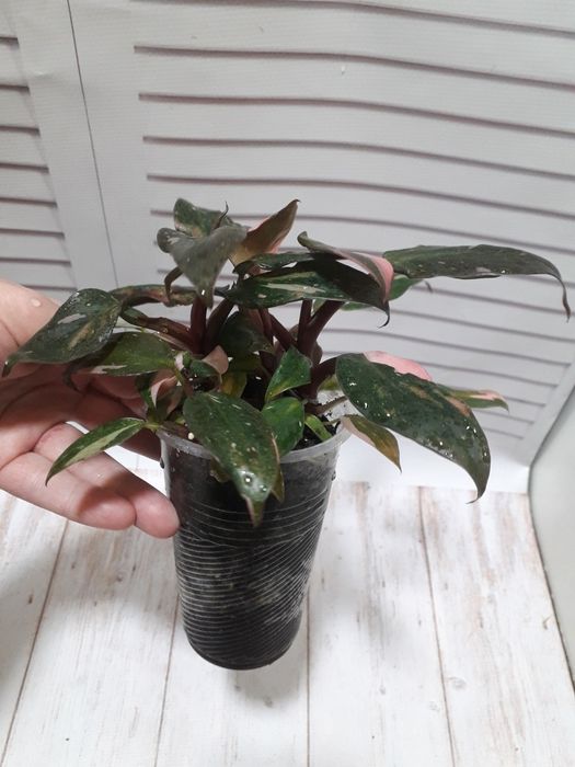 Филодендрон Розовая принцесса