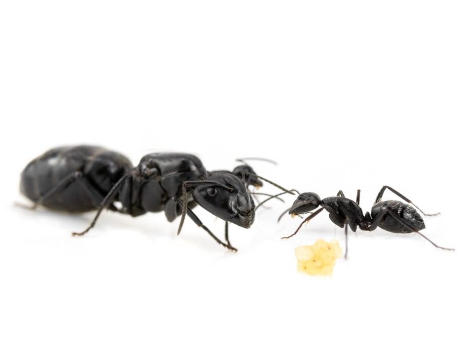 Camponotus vagus 2026|мурахи