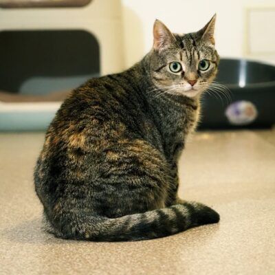 Figa szuka kochającego domu