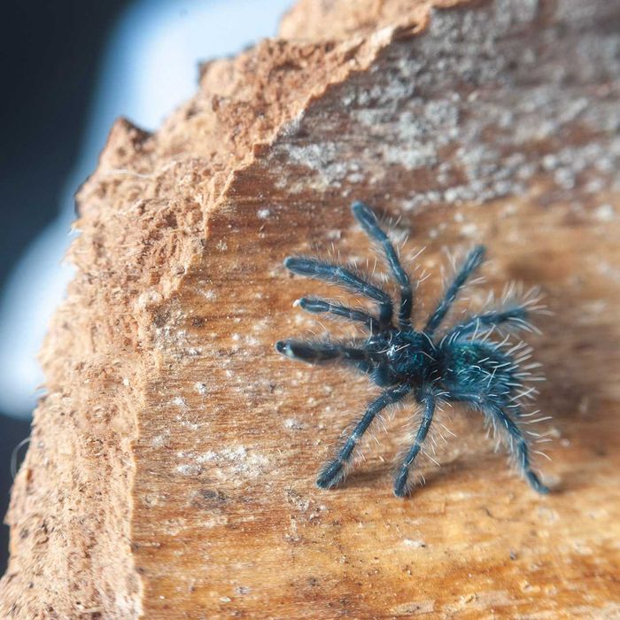 Ptasznik wielobarwny - Caribena versicolor - Karaibka wielobarwna