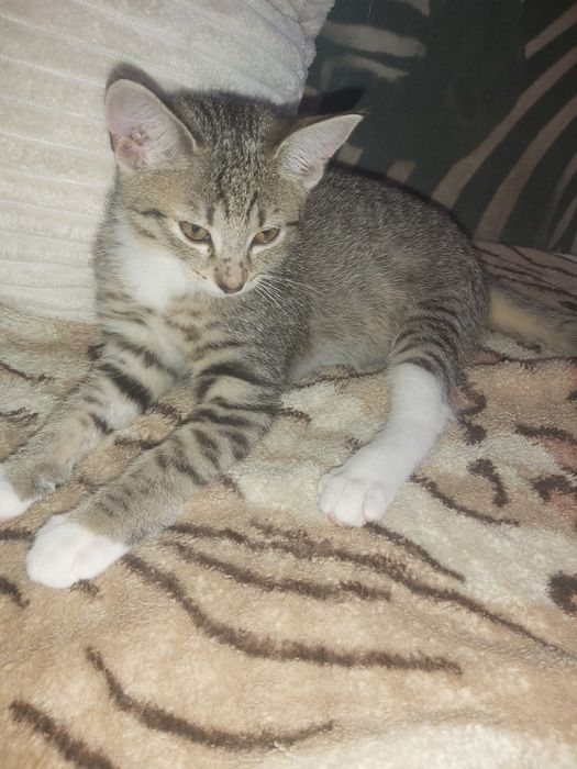 Kocurek do adopcji