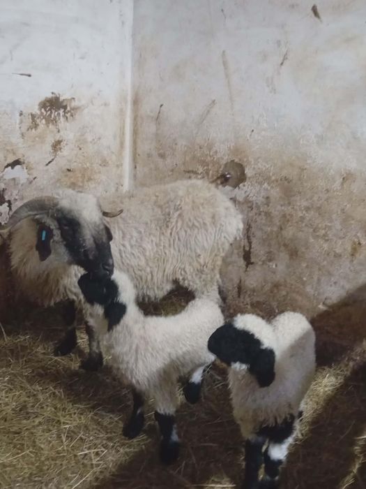 Walizerska Czarnonosa ( owca z parką jagniąt)