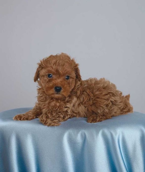 Мальчик модной породы мальтипу.