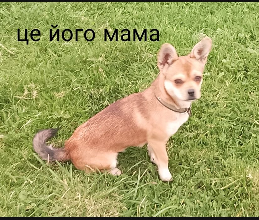 віддати в добрі руки собачку