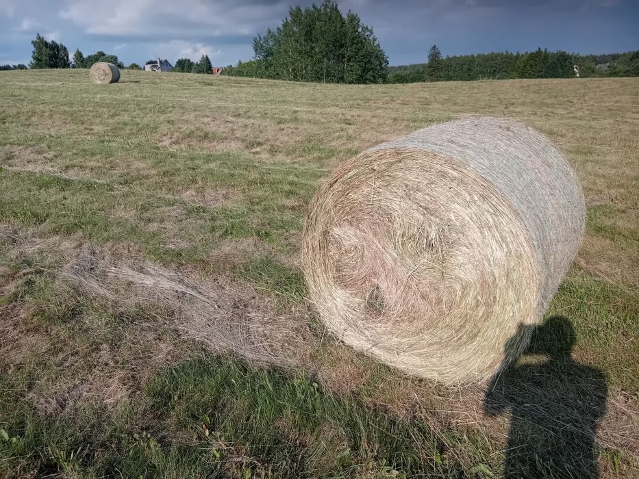 Siano sprzedam  tegoroczne