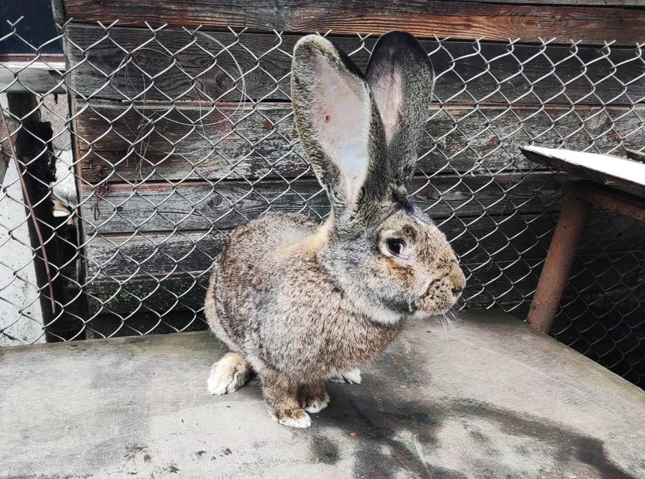 Кролі Фландер самці кролики