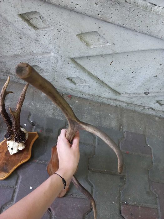 rogi zwierzęce cena za zestaw