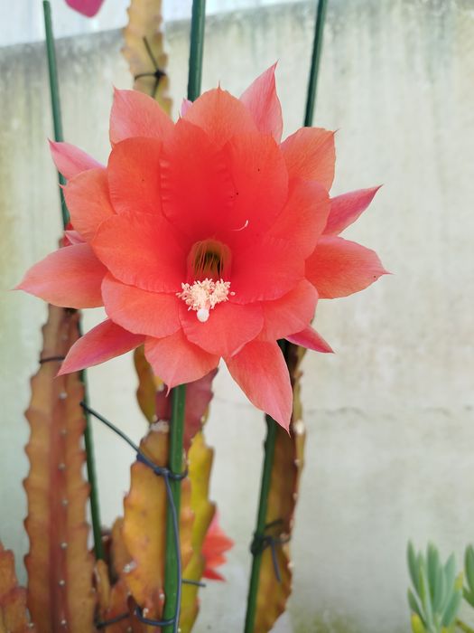 Cacto orquídea de flor vermelha