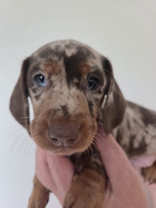Piesek jamnik choco merle