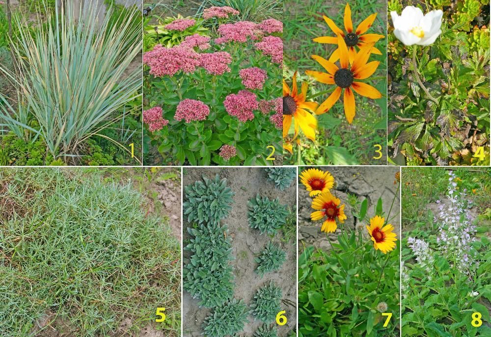 Многолетние цветы ( шалфей, вероника, ехиноцея, и тд),