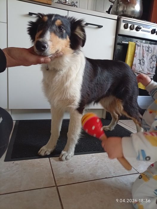 Owczarek szkocki collie