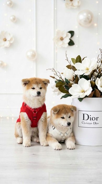 Дівчинка японської  Акіта іну 3 місяці