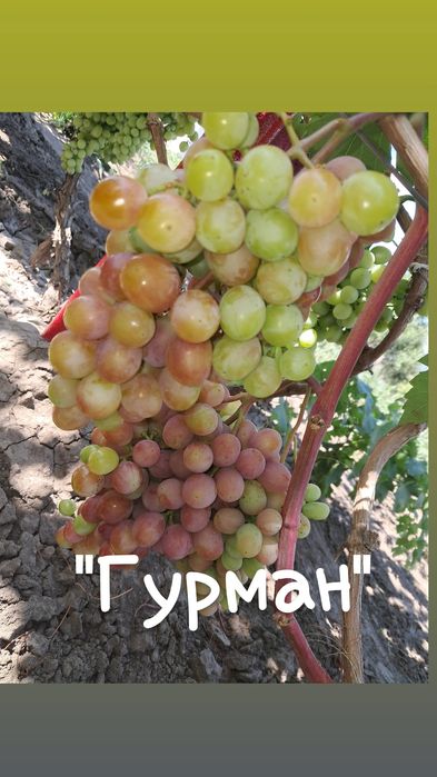 Чубуки винограду гарних, смачних сортів по 10-50грн