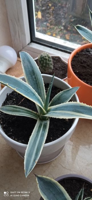 Агави , американська ,різні сукуленти,сансев'єрія