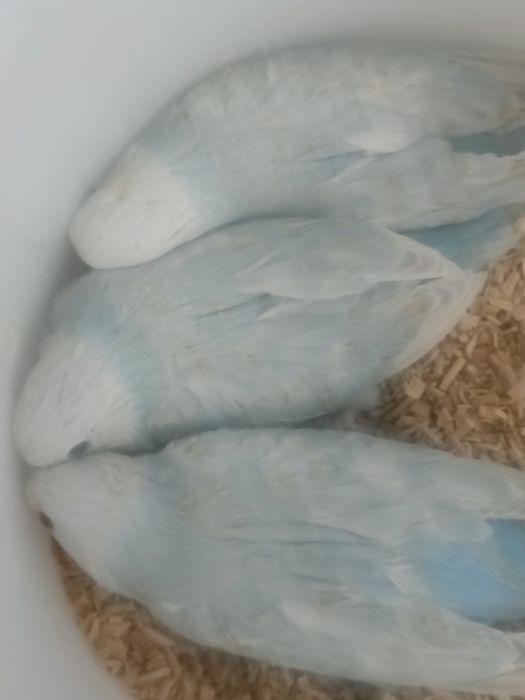 Ring nets, lacewing fêmeas .