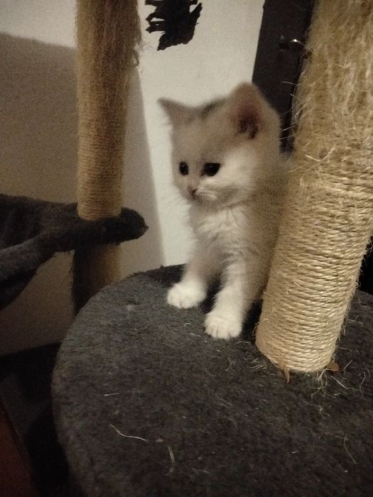 Ангорові кошенята дівчатка