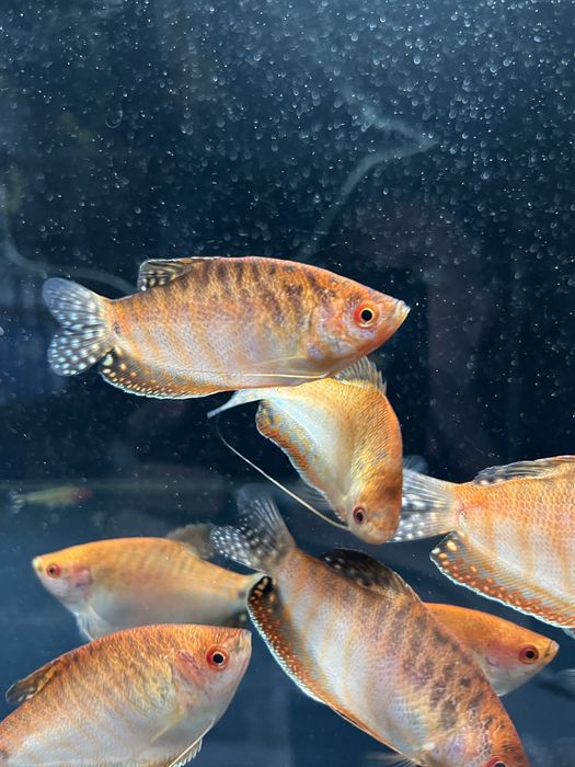 Gurami Red Aqualife