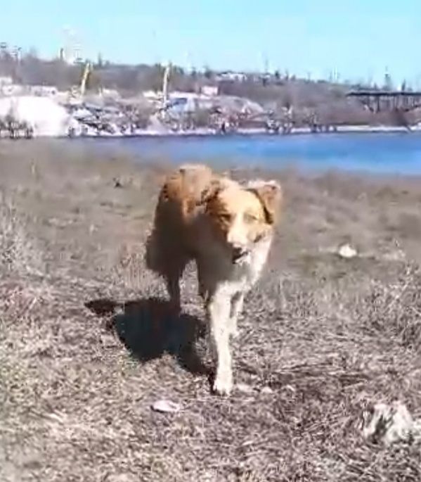 Замечена собака на Вырве