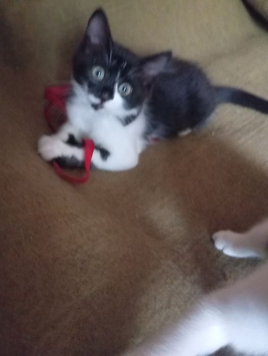 Котята даром бесплатно