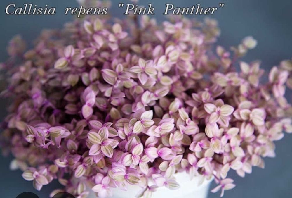 Традесканція  Бургунді  каллізія Рожева пантера Черепаха