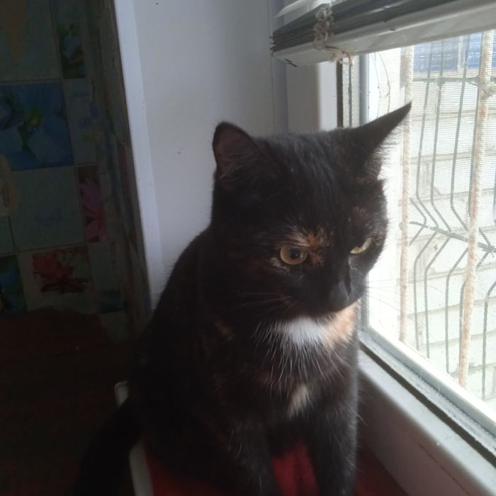 Очаровательной Кисюне  нужен  теплый дом .