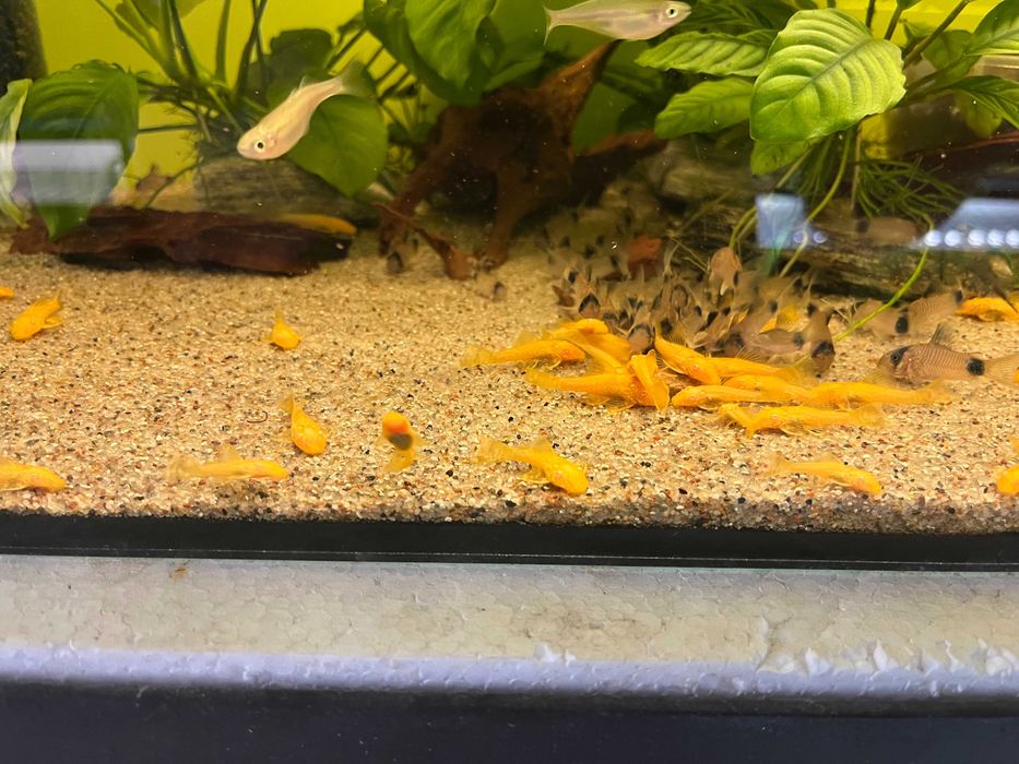 Zbrojniki, glonojad albinos