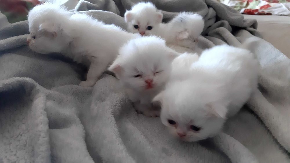 Urokliwe śliczności białe sreberka perskie