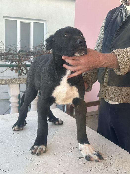 Середньазіатська Вівчарка