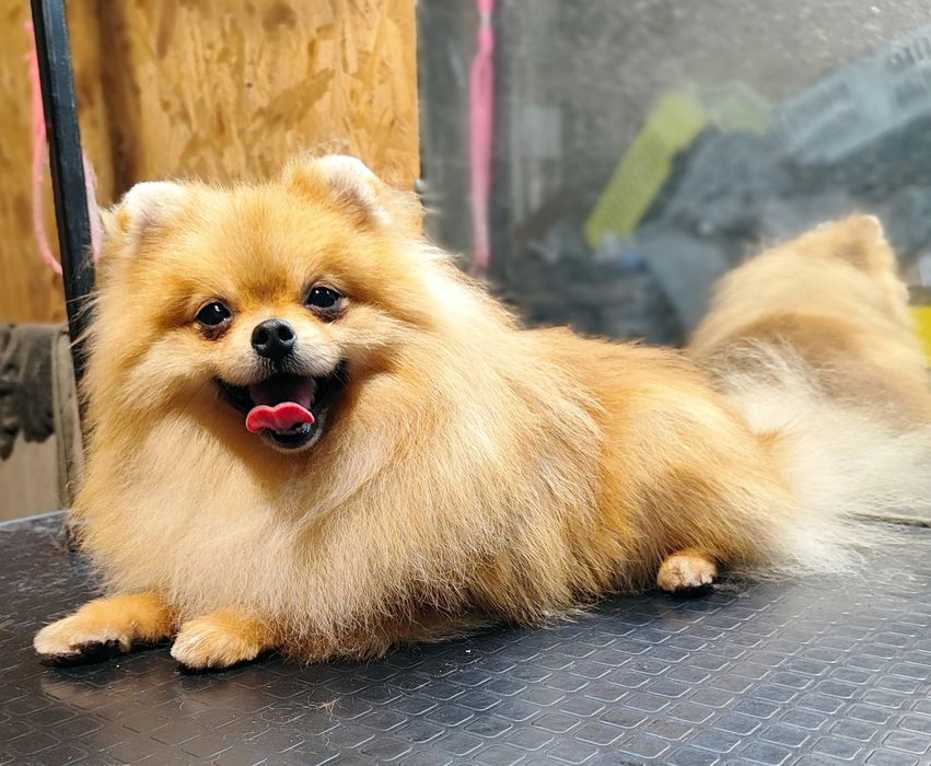 Красень  шпіц  чекає