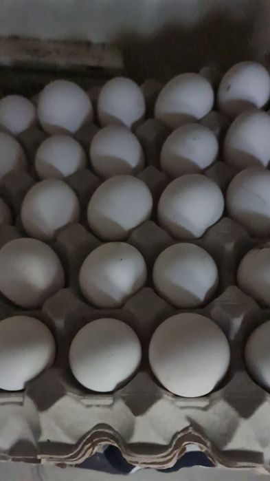 Witam sprzedam jajka