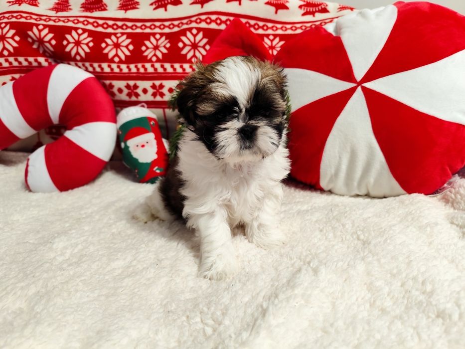 Shih-tzu  Axel  piesek tricolor