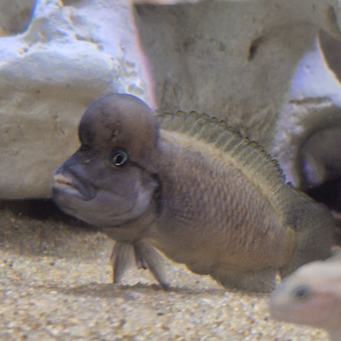 Африканские цихлиды озера Танганьика