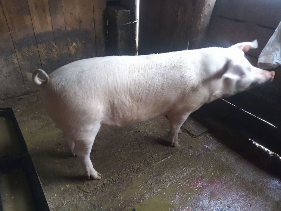 Продам живою вагою