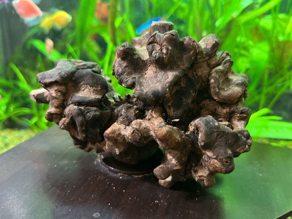 Коряги для акваріума