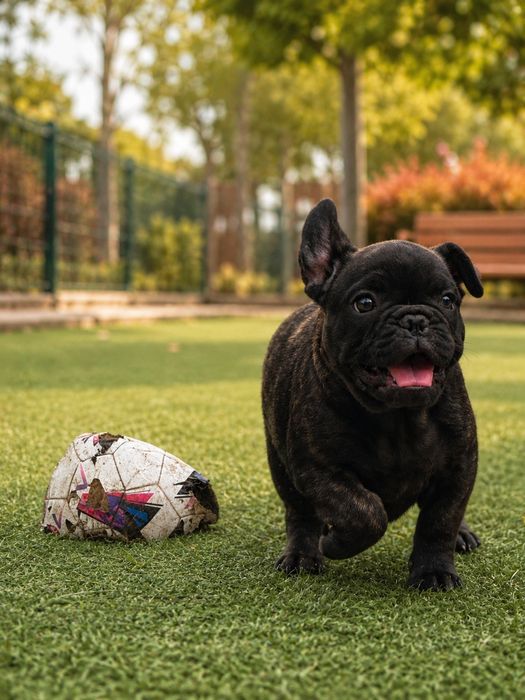 Bulldog Francês macho top