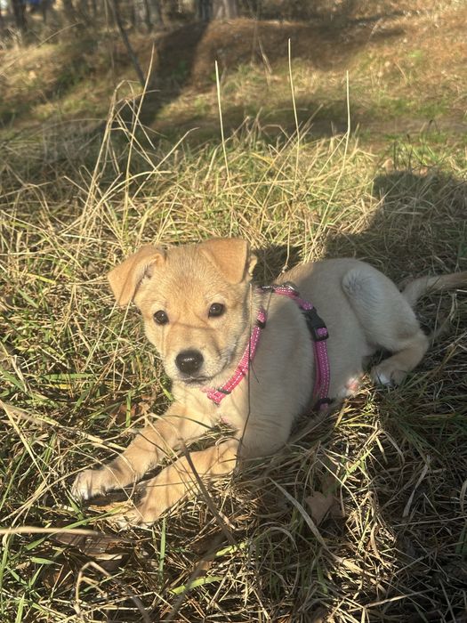 Безкоштовно, щеня в хороші руки