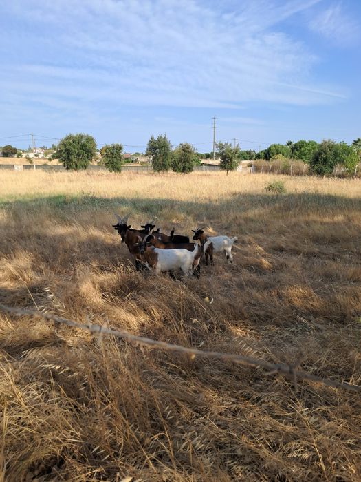 Cabras de médio porte