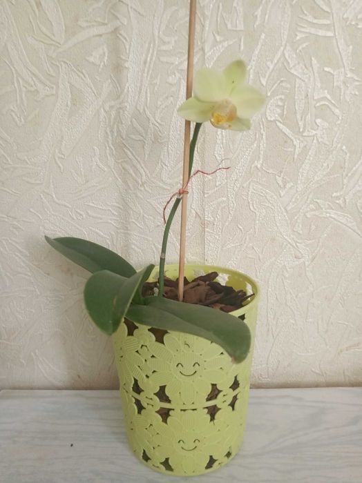 Орхидея фаленопсис