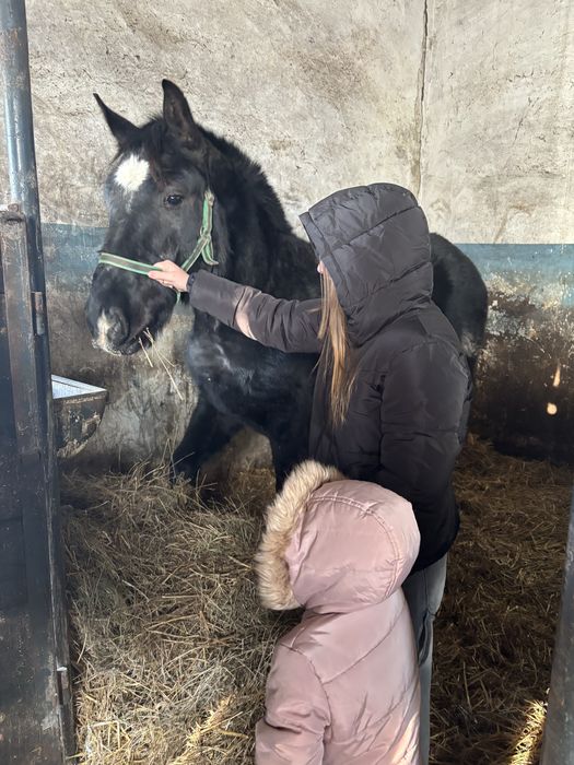 Sprzedam klacz piekną .